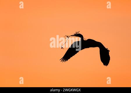 grey heron (Ardea cinerea), in flight with nesting material in its beak in the early morning, Netherlands, South Holland Stock Photo