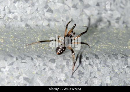 False Katipo, Steatoda capensis, introduced from South Africa, Nelson, South Island, New Zealand Stock Photo