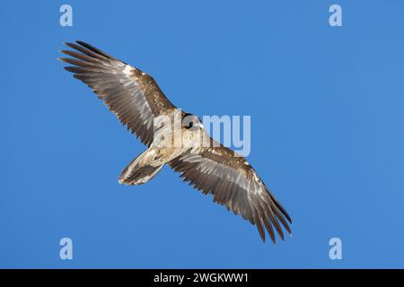 Lammergeier, Bearded Vulture (Gypaetus barbatus), subadult in the sky, Switzerland, Gemmipass Stock Photo