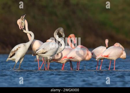 greater flamingo (Phoenicopterus roseus, Phoenicopterus ruber roseus), troop in shallow water, Italy, Tuscany, Firenze Stock Photo