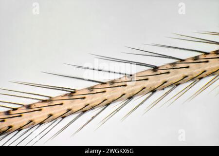 Long-bodied cellar spider, Longbodied cellar spider (Pholcus phalangioides), leg, Microscope image, Germany Stock Photo