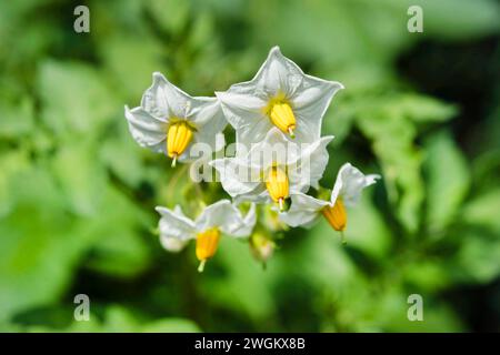 potato (Solanum tuberosum), potato flowers Stock Photo