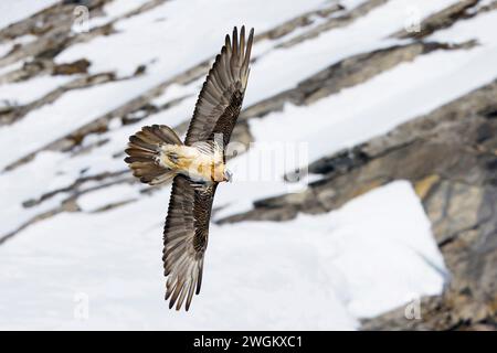 Lammergeier, Bearded Vulture (Gypaetus barbatus), adult in flight, Switzerland, Gemmipass Stock Photo