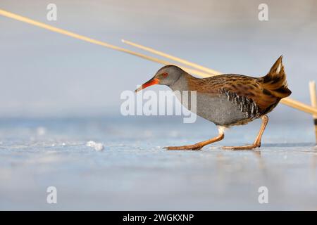 water rail (Rallus aquaticus), runs over an ice surface, Netherlands, South Holland, Rottemeren Stock Photo