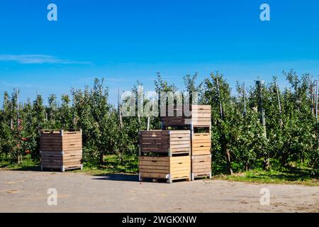 apple tree (Malus domestica), wooden boxes for storing apples at an apple orchard, apple harvest, Germany Stock Photo