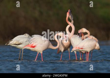 greater flamingo (Phoenicopterus roseus, Phoenicopterus ruber roseus), troop in shallow water, Italy, Tuscany Stock Photo