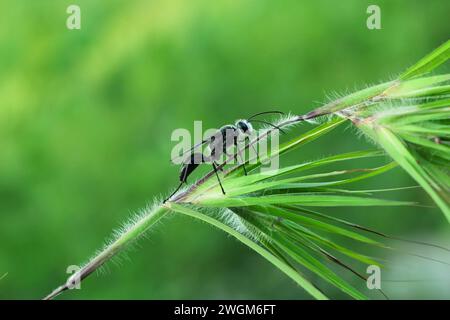 a Black grass carrying Isodontia wasp was perched on a leaf branch Stock Photo