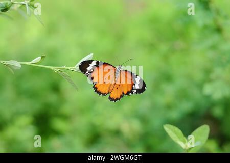 Butterfly Danaus chrysippus is perched on a branch while flapping its wings Stock Photo