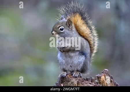 A wild red squirrel "Tamiasciurus hudsonicus", standing on a tree stump alert and looking over his woodland habitat in rural Alberta Canada Stock Photo