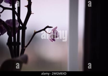 Misty morning flowers after a storm. Stock Photo