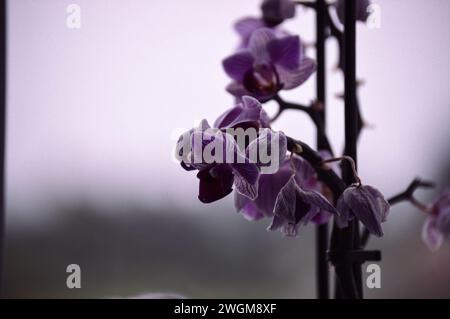 Misty morning flowers after a storm. Stock Photo