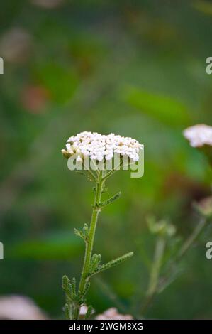 Misty morning flowers after a storm. Stock Photo