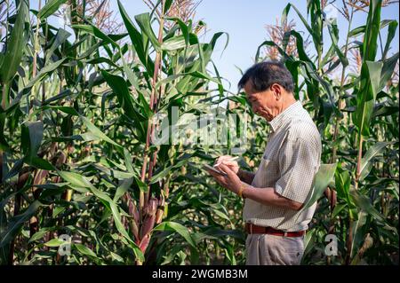 A senior, experienced Asian farmer checking the quality of a corps before harvesting, using a digital tablet and working in a corn field. modern agric Stock Photo
