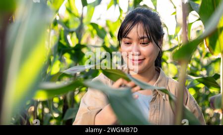 A young, satisfied Asian female agronomist or farmer is working in a corn field, checking the quality of the corn plants. Stock Photo