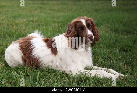 English Springer Spaniel (liver and white) dog lying on green grass Stock Photo