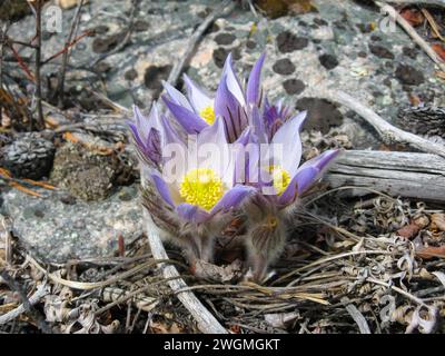 Pasqueflower / Prairie Crocus (Anemone patens) purple wildflower in Beartooth Mountains, Montana Stock Photo