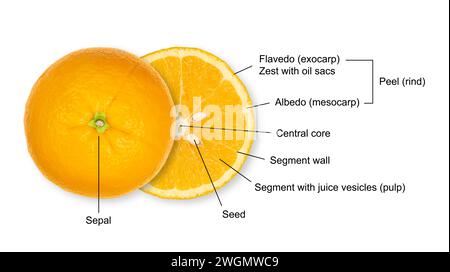 Structure of an halved orange, cross section of a citrus fruit, with legend. Anatomy of a sweet orange showing segments with juice vesicles, etc. Stock Photo