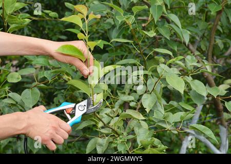 Gardener pruning fruit pear tree in summer. Summer fruit tree pruning. Stock Photo