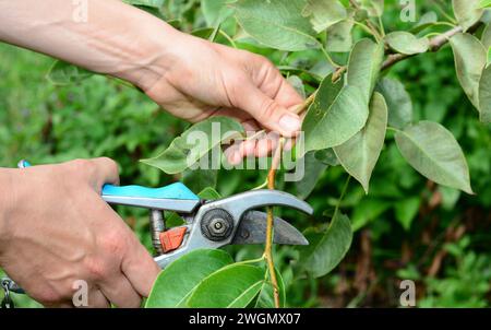 Pruning fruit trees in summer. Summer fruit pruning. Gardener cutting pear tree branch. Stock Photo