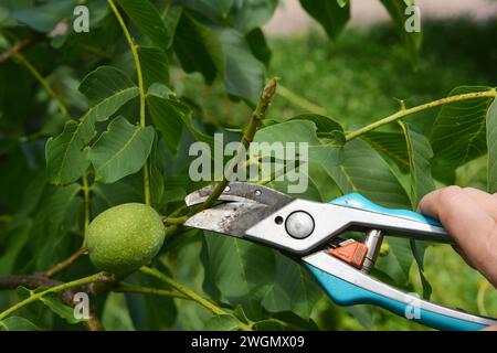 Gardener pruning walnut tree in summer. Stock Photo