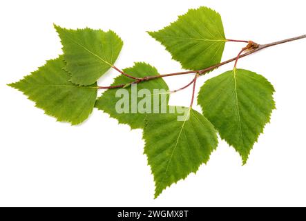 Birch branch with leaves isolated on white Stock Photo