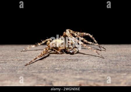 Garden Orbweb Spider, Socca pustulosa, Nelson, South Island, New Zealand Stock Photo