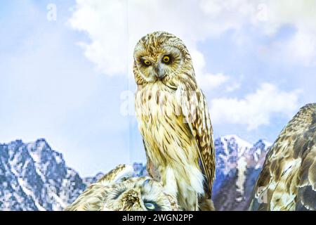 A diorama display of a white owl in snowy mountains. An example of animal taxidermy at the Nature Museum in Almaty, Kazakhstan. Stock Photo