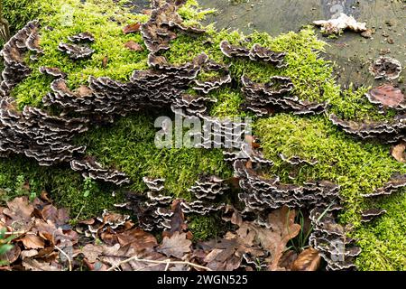 Bracket fungus and green moss growing on fallen dead tree trunk, Lincolnshire, England, UK Stock Photo