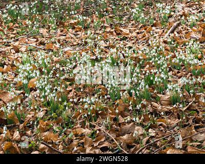 Dense masses of white Galanthus snowdrop flowers emerging through fallen leaves on woodland floor in January / Winter in England, UK Stock Photo