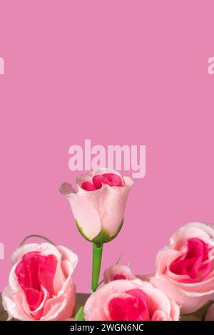 Beautiful pink roses on pink background, valentine's day background, Closeup Stock Photo