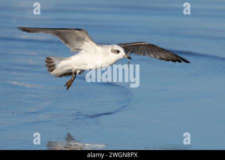 Mediterranean Gull (Ichthyaetus melanocephalus), juvenile in flight with a fishing line in its bill, Campania, Italy Stock Photo