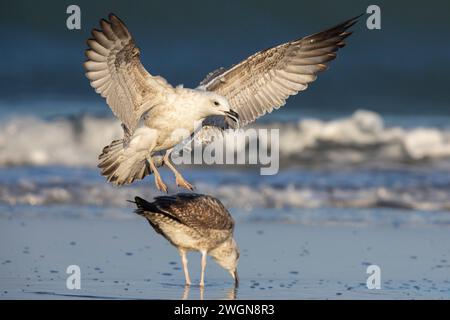 Yellow-legged Gull (Larus michahellis), side view of a juvenile landing with a fish in its bill, Campania, Italy Stock Photo