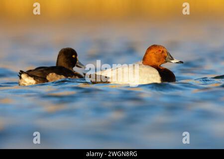 Common Pochard (Ayhtya ferina), side view of an adult male swimming in the water together with a Tufted Duck, Campania, Italy Stock Photo