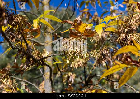 autumn changes on ash trees on a sunny day, beautiful changes in the ...