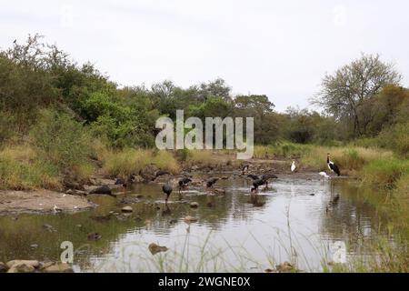 Schwarzstorch + Afrikanischer Löffler + Sattelstorch   Black Stork 