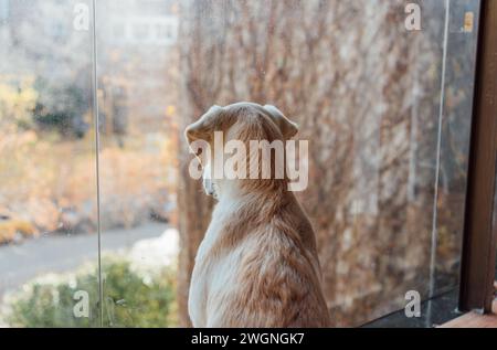 Golden Labrador puppy looking out the window of a house Stock Photo