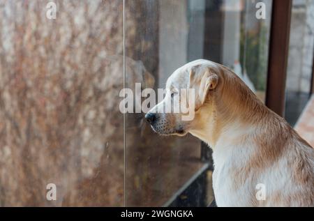 Sad golden Labrador puppy looking out the window of a house waiting for his owners. Animal abandonment Stock Photo