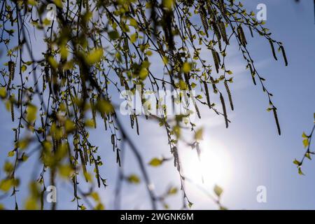 young birch with new green leaves in the spring season, beautiful birch during spring warming Stock Photo