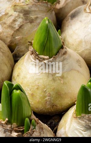 Sprouting Hyacint bulbs close up in springtime Stock Photo