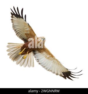 Bird of prey Marsh Harrier Circus aeruginosus isolated on white background flying bird Stock Photo