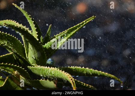 A closeup shot of Aloe Vera with water drops. La Palma, Canary Islands Stock Photo