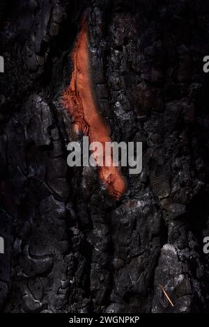 A closeup shot of a red stain on the burnt tree bark Stock Photo