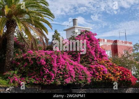 A beautiful garden with vibrant Bougainvillea blossoms and green trees. Canary Islands Stock Photo