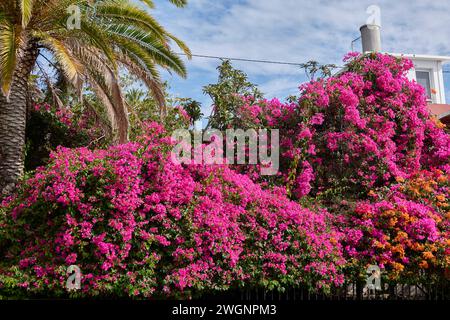 A beautiful garden with vibrant Bougainvillea blossoms and green trees. Canary Islands Stock Photo