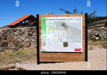 European holly forest (Ilex aquifolium). Garagüeta, Soria province, Castilla y Leon, Spain. Stock Photo