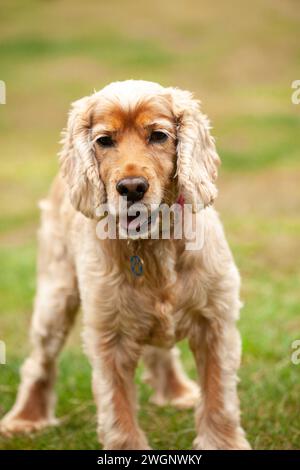 A close up profile of a Cocker Spaniel Stock Photo