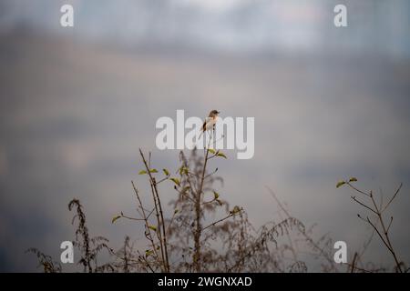 A closeup of a grey-backed shrike (Lanius tephronotus) perched on a tree branch Stock Photo