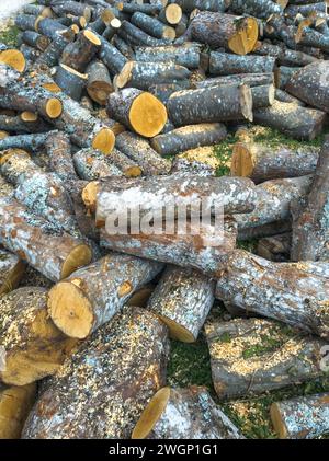 firewood logs freshly cut ready for winter Stock Photo