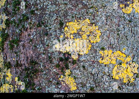 Tree bark with yellow mold, texture, background. Stock Photo