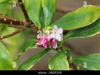 A close up of Daphne odora Aureomarginata Stock Photo